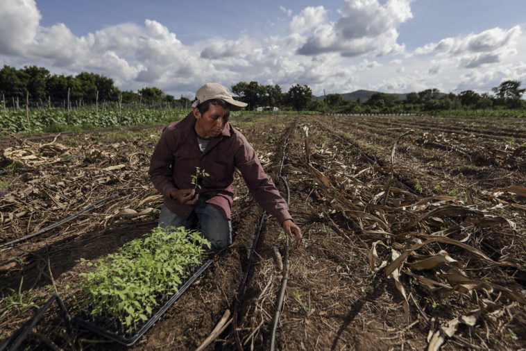 Florida farmers and ranchers could suffer up to $1.5 billion in losses from Hurricane Ian